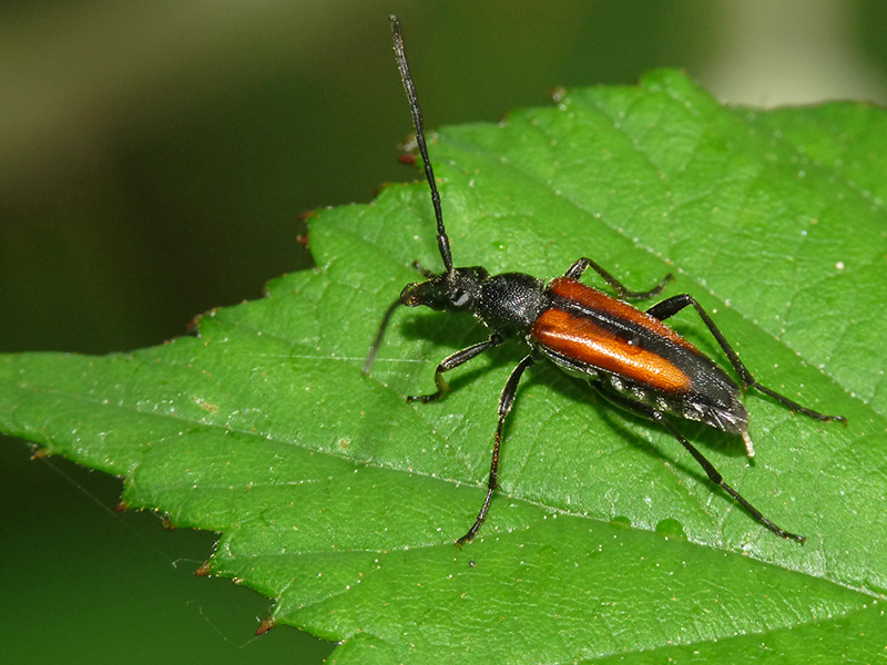 Stenurella melanura? S !